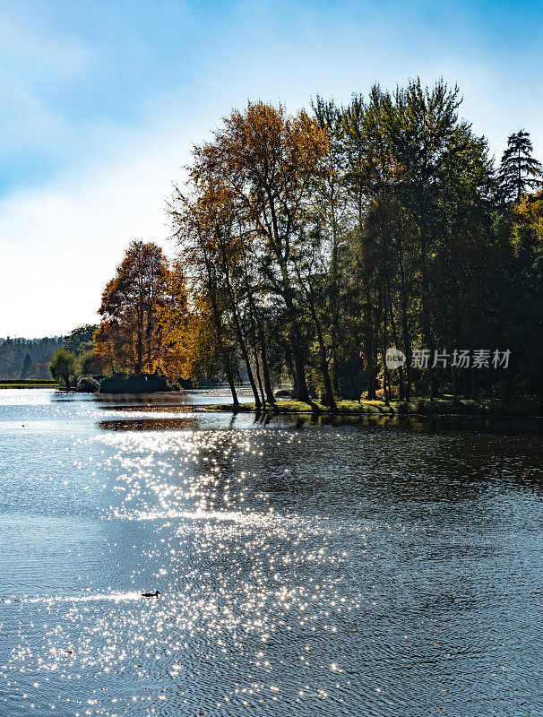 秋日的阳光洒在湖边的一些树木上
