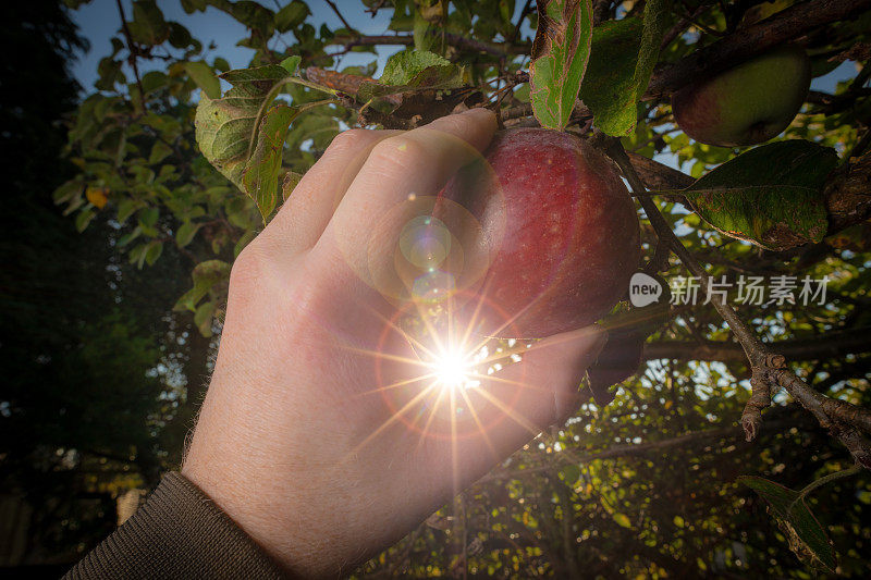 在摘熟苹果的时候，太阳穿过一棵苹果树