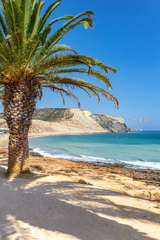 葡萄牙拉各斯卢茨海滩沿岸的一棵棕榈树