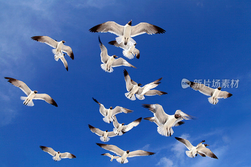 一群海鸥飞过湛蓝清澈的天空