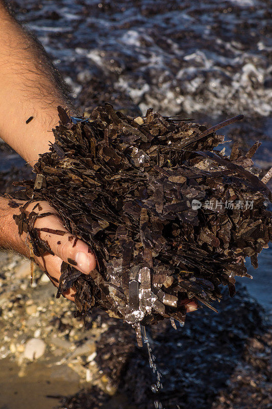人的手在海滩上采集波西多尼亚海草