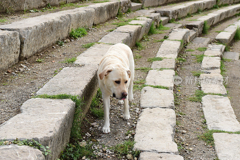 西西里的拉布拉多寻回犬