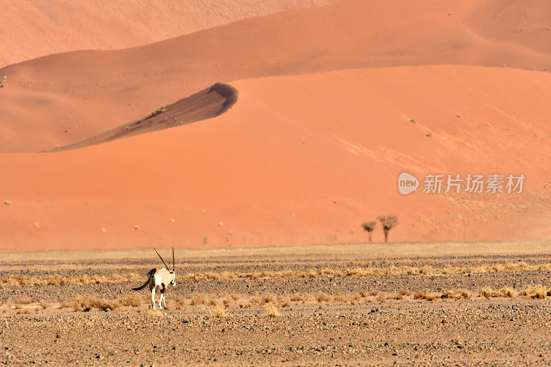 奥雷克斯，geybok