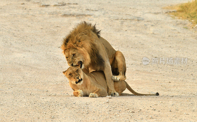 非洲狮子交配