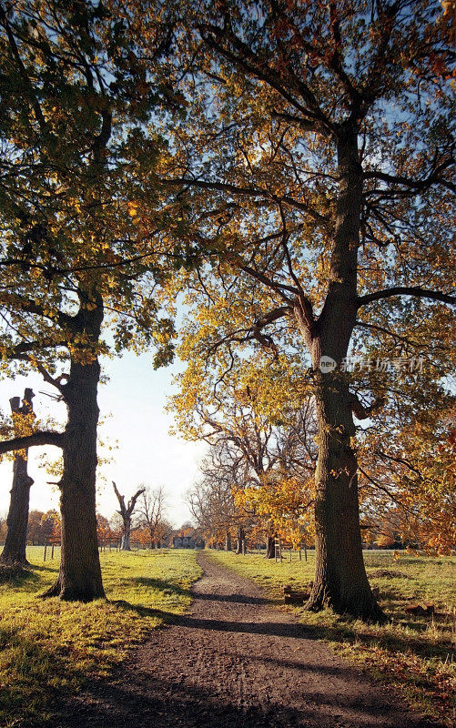 森林小径小径穿过郁郁葱葱的绿林，秋日秋日拍摄