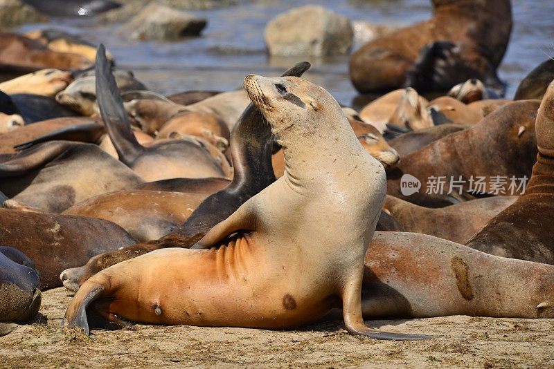 海狮的姿势