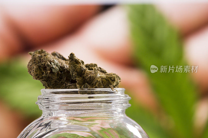 大麻芽(酸味丹吉菌株)在玻璃罐上