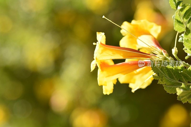 一朵花的特写