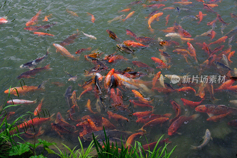 喂食锦鲤鲤鱼