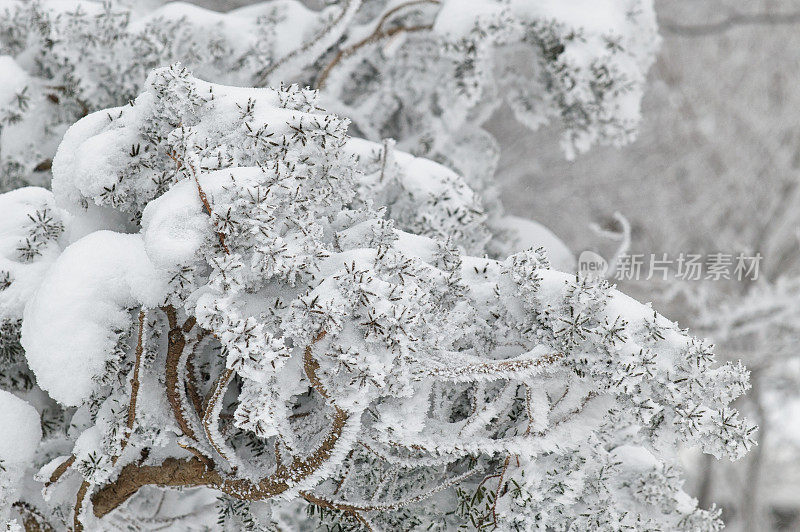 雪花秘扇