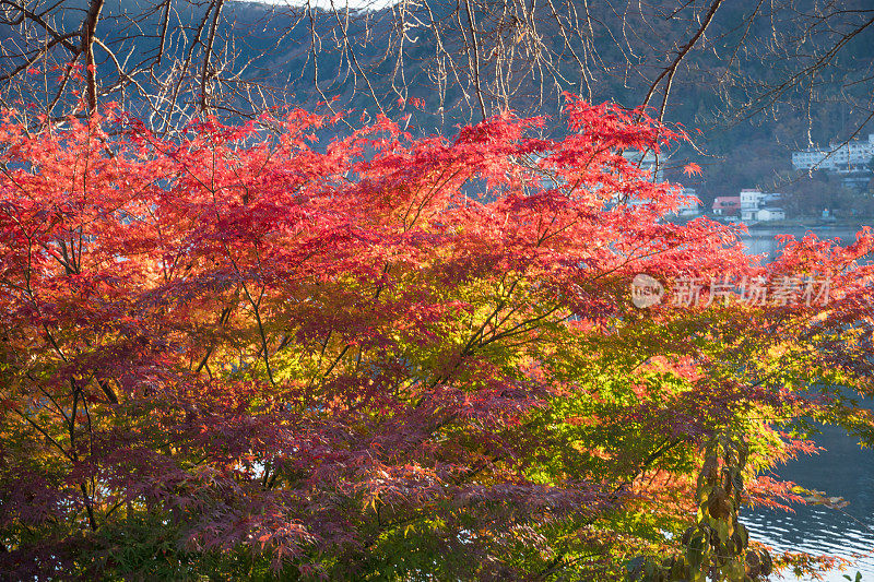 早上的川口町湖，秋天的季节在日本山立。