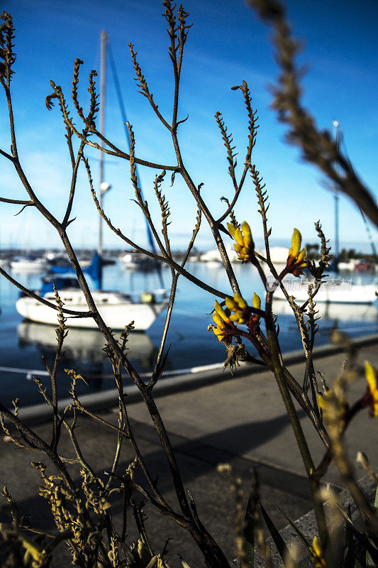 码头上的帆船在开花植物后面模糊