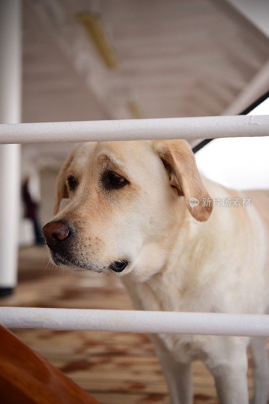 船上甲板上的拉布拉多寻回犬