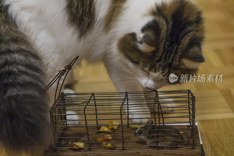 西伯利亚猫和捕鼠器与老鼠