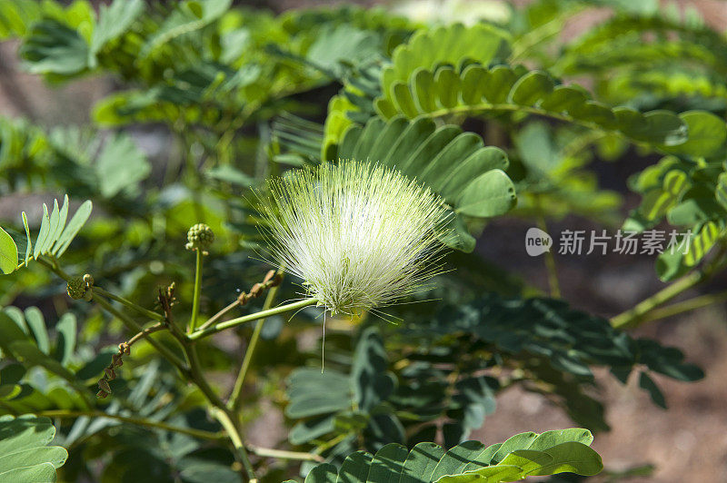 热带盛开的树;合欢-合欢花