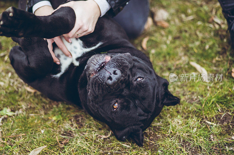 女人和新罗马獒犬在玩