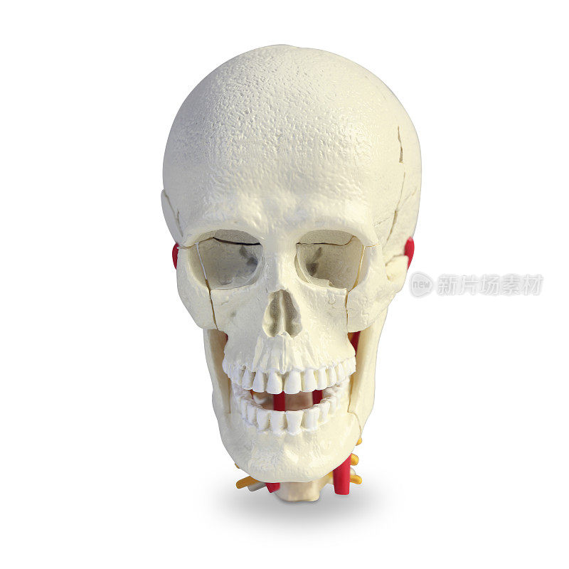 人类头骨模型