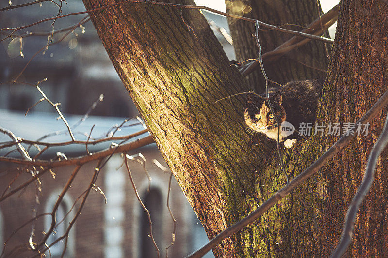 五彩猫正坐在大树上，向窗外看