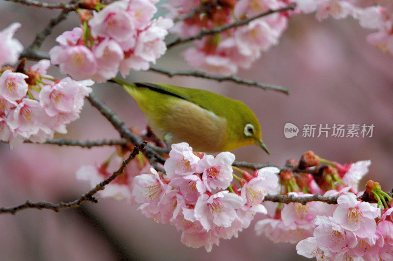 日本白眼睛享受吮吸樱花花蜜