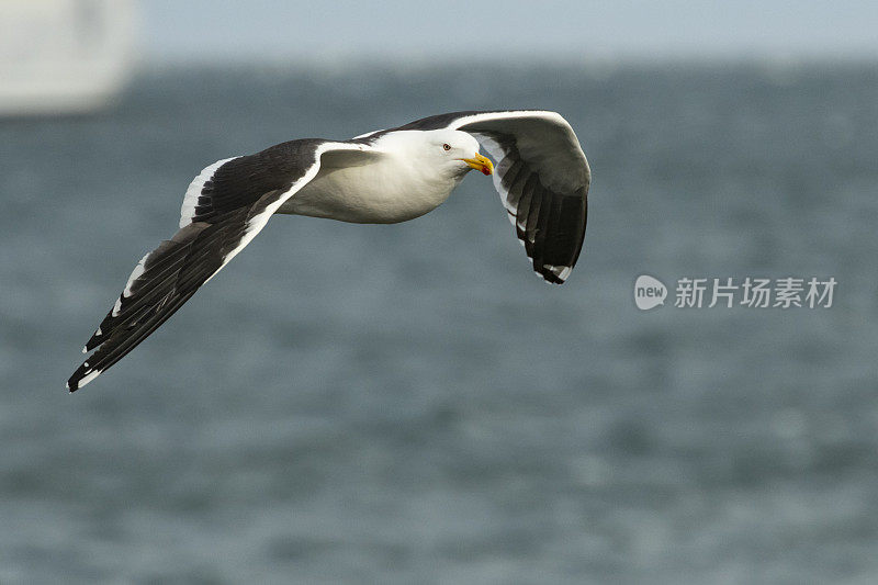 海带(多米尼加海带)