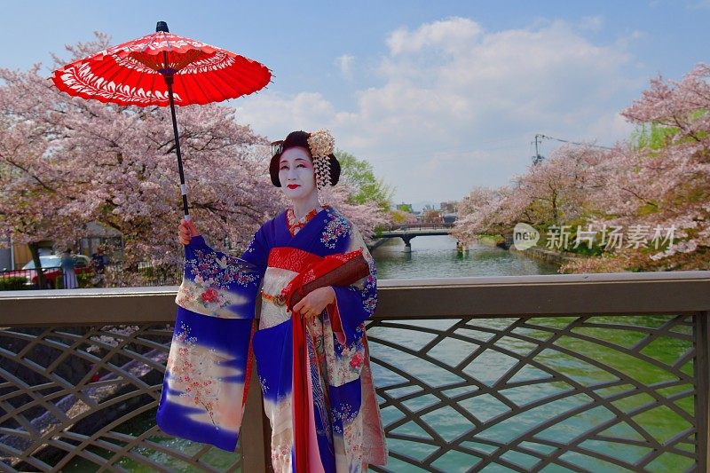 穿着美子服饰的日本女人在京都的桥上欣赏樱花