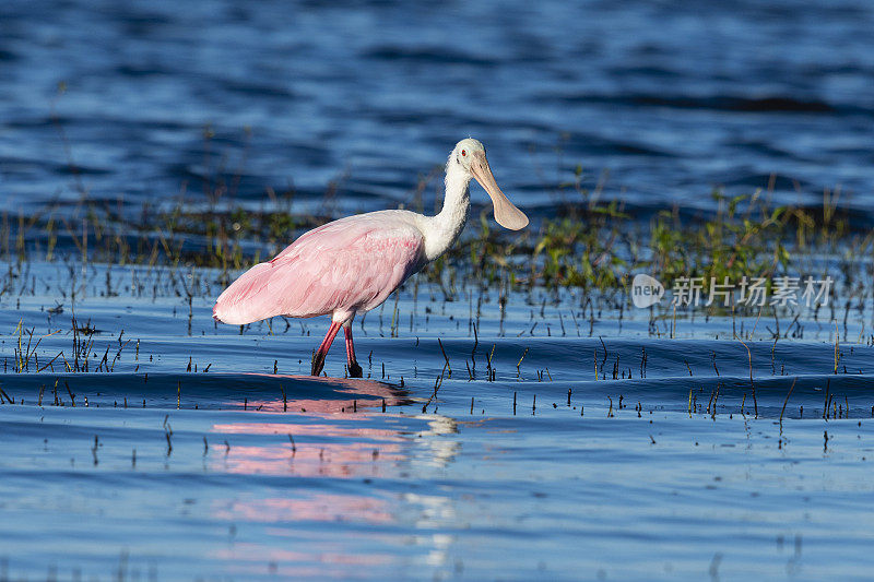 玫瑰spoonbill，鸭嘴兽