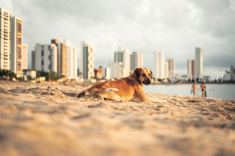 海滩上的狗