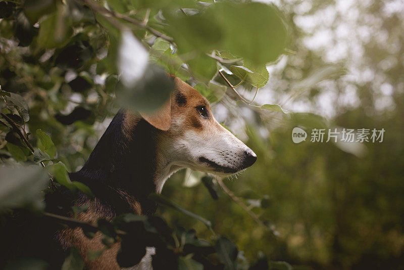 狗躲在植物里。