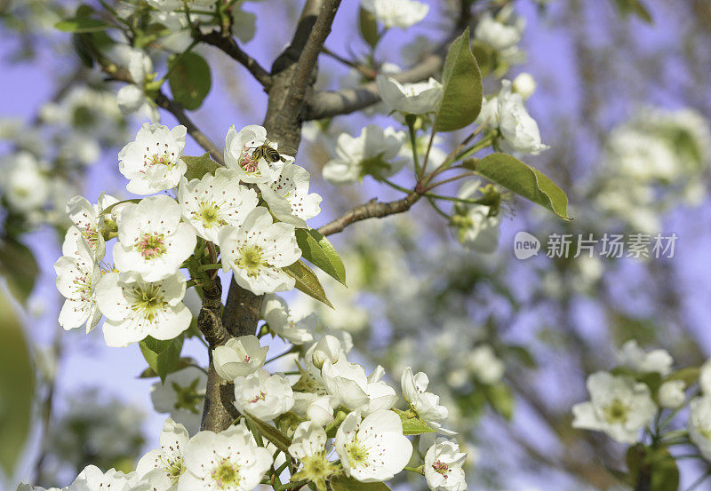 春天的背景——蜜蜂和开花的树枝