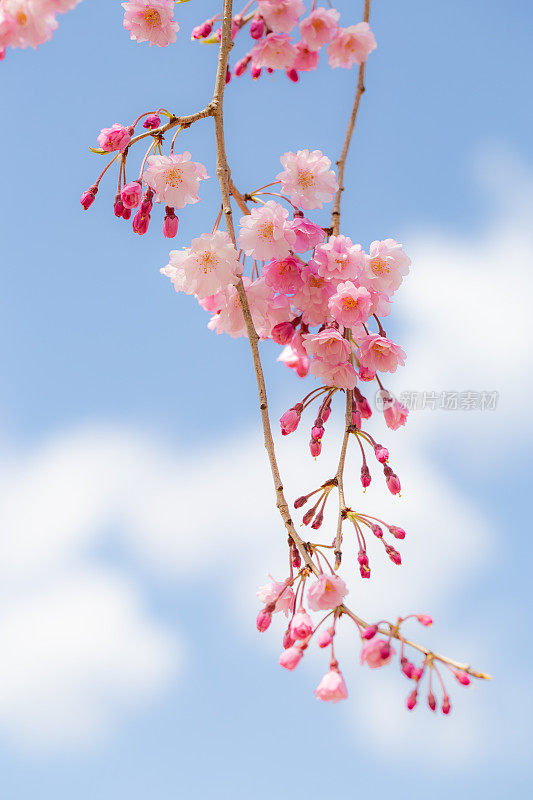 哭泣的樱花(滋达坂)茨城县，日本。(选择性聚焦)