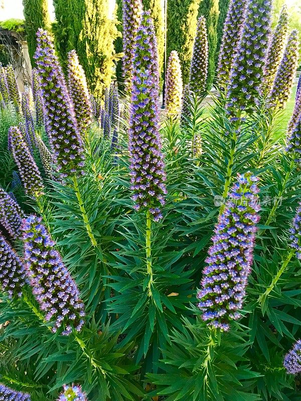 紫花植物野外特写