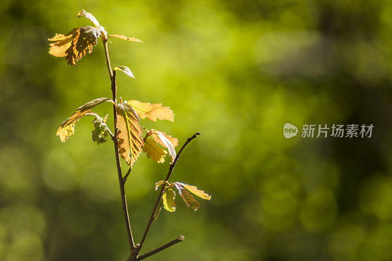 橡树的枝叶在明亮的阳光下背光，带有强烈的镜头光晕和艺术散景。