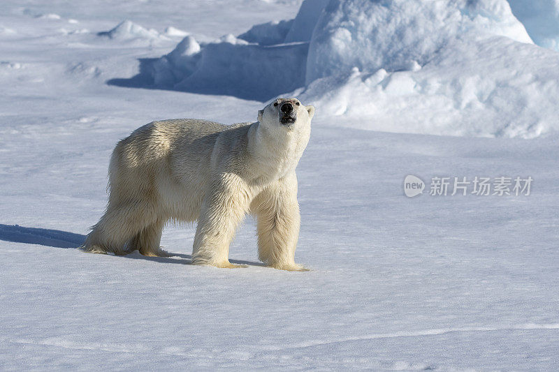 行走在冰岛斯瓦尔巴群岛冰面上的北极熊