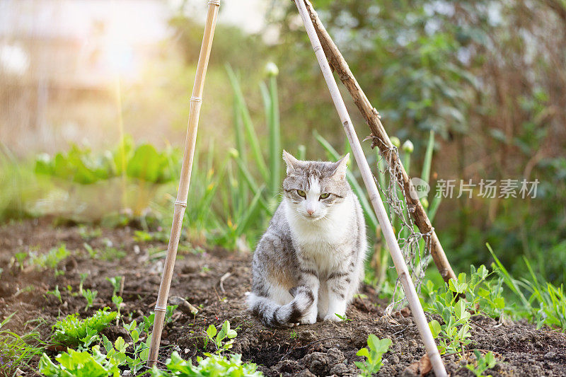 花园里有白斑的虎斑猫