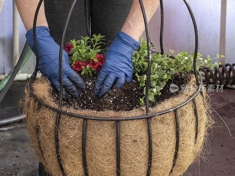 戴手套的手种植挂篮花椰菜俄勒冈州私人温室