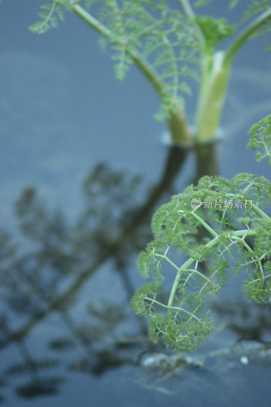 水草和药草