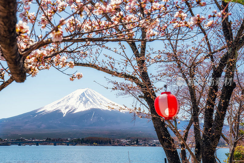 樱花盛开的富士山