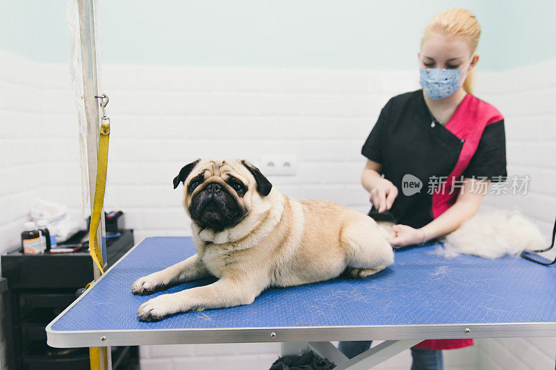 女人美容师在狗温泉为哈巴狗美容