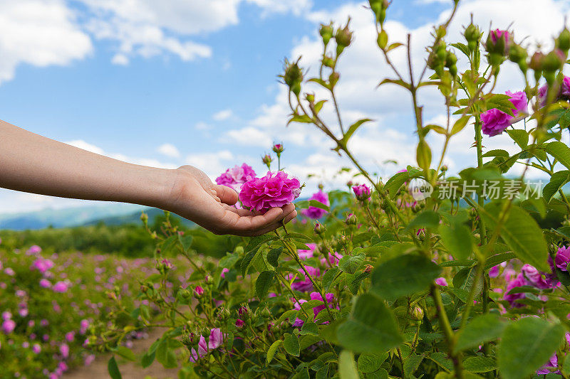 美丽的保加利亚玫瑰。