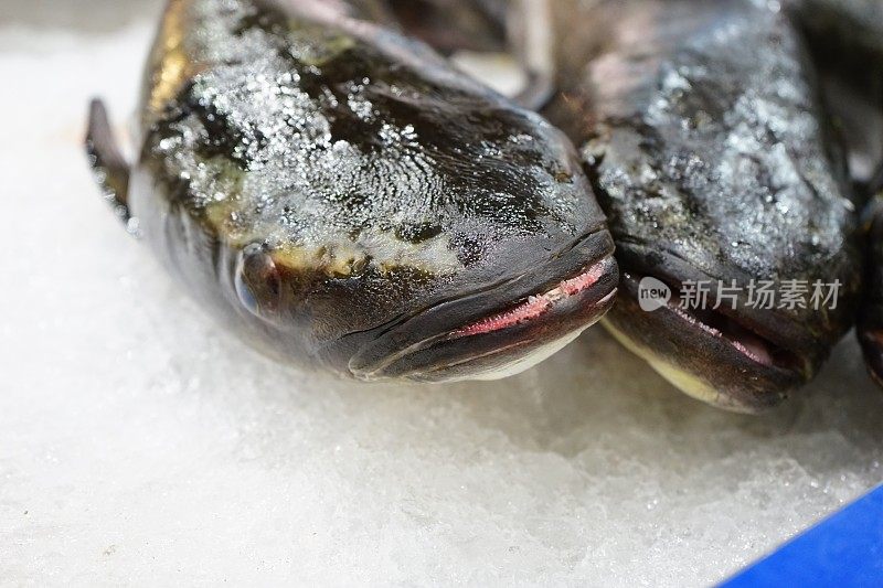淡水黑鱼在冰冷的冰上