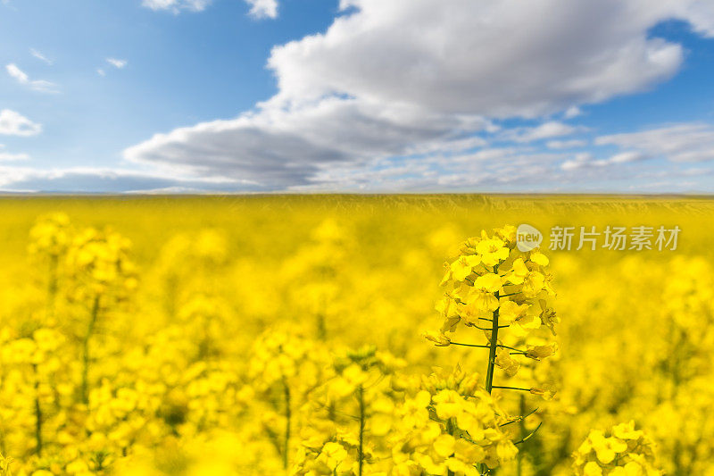 油菜籽花的特写镜头