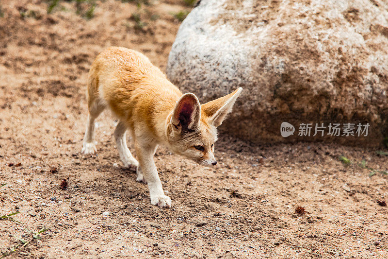 狐狸