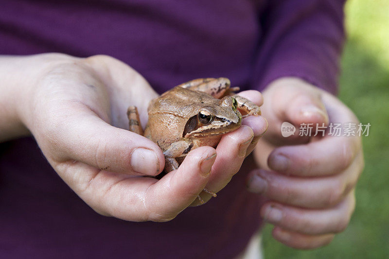 普通的青蛙在孩子的手中