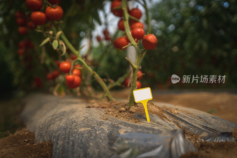 近距离观察在温室藤蔓上生长的番茄