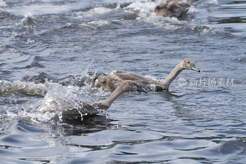 沉默的天鹅小天鹅们在平静的蓝色水中互相追逐或赛跑