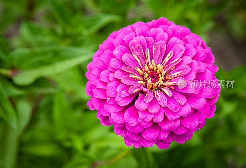 Zinnia优雅的花