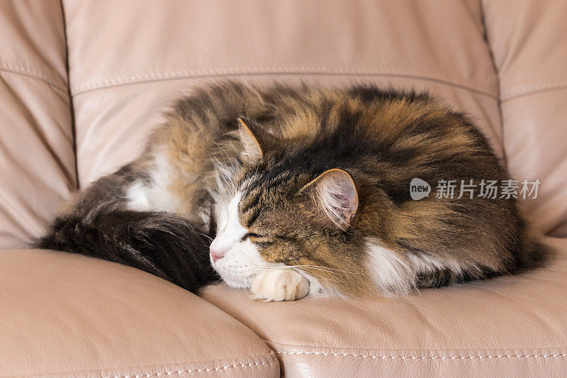 虎斑猫蜷缩在米色皮沙发上睡觉