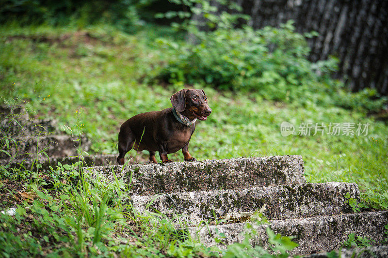 可爱的腊肠犬