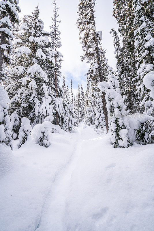 冬天被雪覆盖的松树-加拿大-冬天的仙境