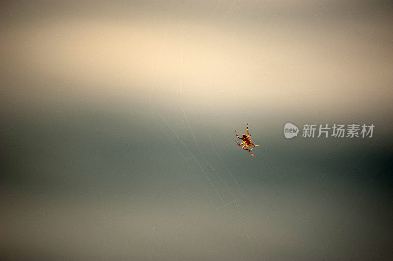 蜘蛛坐在它的网的中心